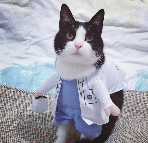 Pet Dog Cat Transformed Clothes Upright Clothes